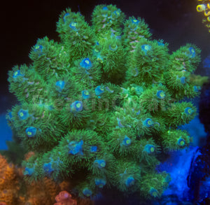 FK Zombie Tenuis Acropora (Cut-To-Order)