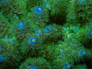 FK Zombie Tenuis Acropora (Cut-To-Order)