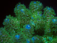 Carregar imagem no visualizador da galeria, FK Zombie Tenuis Acropora (Cut-To-Order)