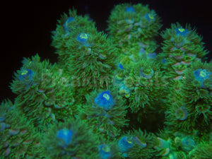 FK Zombie Tenuis Acropora (Cut-To-Order)