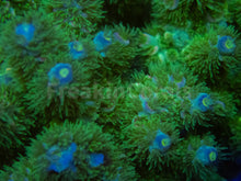 Carregar imagem no visualizador da galeria, FK Zombie Tenuis Acropora (Cut-To-Order)