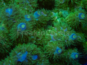 FK Zombie Tenuis Acropora (Cut-To-Order)