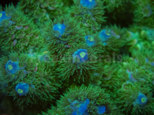 FK Zombie Tenuis Acropora (Cut-To-Order)