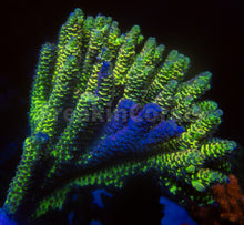 Load image into Gallery viewer, FK Spliced Rainbow Tenuis Acropora (First Release Worldwide - Signature Coral)