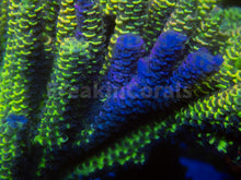 Load image into Gallery viewer, FK Spliced Rainbow Tenuis Acropora (First Release Worldwide - Signature Coral)