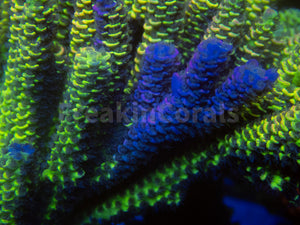 FK Spliced Rainbow Tenuis Acropora (First Release Worldwide - Signature Coral)