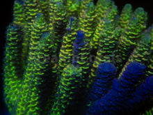 Load image into Gallery viewer, FK Spliced Rainbow Tenuis Acropora (First Release Worldwide - Signature Coral)