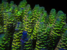 Load image into Gallery viewer, FK Spliced Rainbow Tenuis Acropora (First Release Worldwide - Signature Coral)