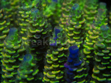 Load image into Gallery viewer, FK Spliced Rainbow Tenuis Acropora (First Release Worldwide - Signature Coral)