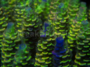 FK Spliced Rainbow Tenuis Acropora (First Release Worldwide - Signature Coral)