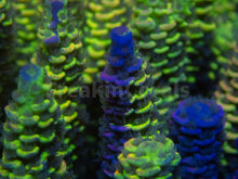 Load image into Gallery viewer, FK Spliced Rainbow Tenuis Acropora (First Release Worldwide - Signature Coral)