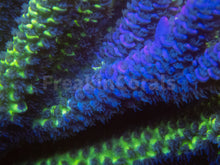 Load image into Gallery viewer, FK Spliced Rainbow Tenuis Acropora (First Release Worldwide - Signature Coral)