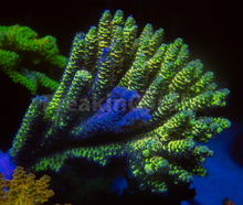 Load image into Gallery viewer, FK Spliced Rainbow Tenuis Acropora (First Release Worldwide - Signature Coral)