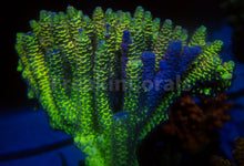 Load image into Gallery viewer, FK Spliced Rainbow Tenuis Acropora (First Release Worldwide - Signature Coral)