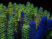 Load image into Gallery viewer, FK Spliced Rainbow Tenuis Acropora (First Release Worldwide - Signature Coral)