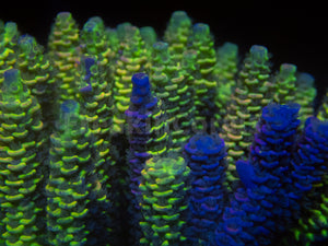 FK Spliced Rainbow Tenuis Acropora (First Release Worldwide - Signature Coral)