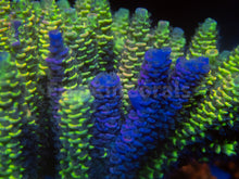 Load image into Gallery viewer, FK Spliced Rainbow Tenuis Acropora (First Release Worldwide - Signature Coral)