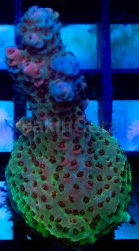 Red Planet Acropora