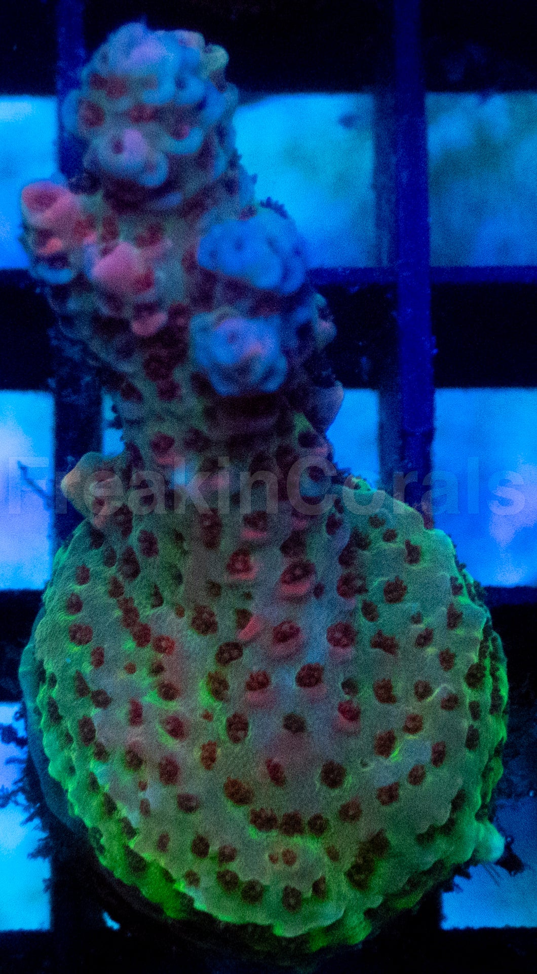 Red Planet Acropora