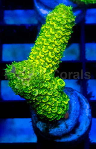 Solar Spike Staghorn Acropora