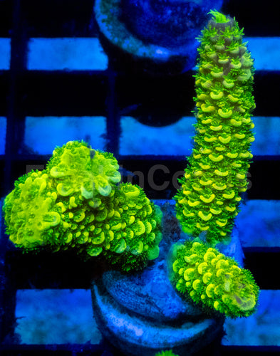 Solar Spike Staghorn Acropora