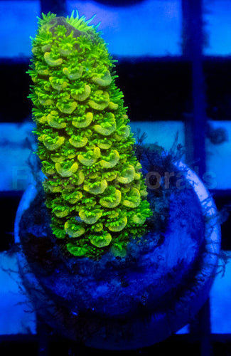 Solar Spike Staghorn Acropora