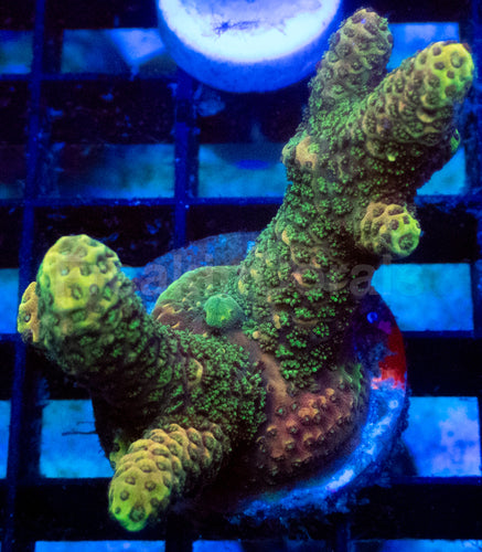 Red Shadow Spathulata Acropora