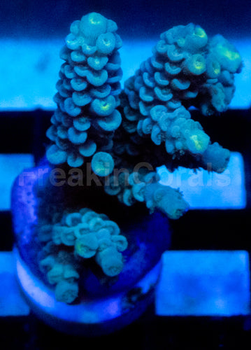 Soft Sky Tenuis Acropora