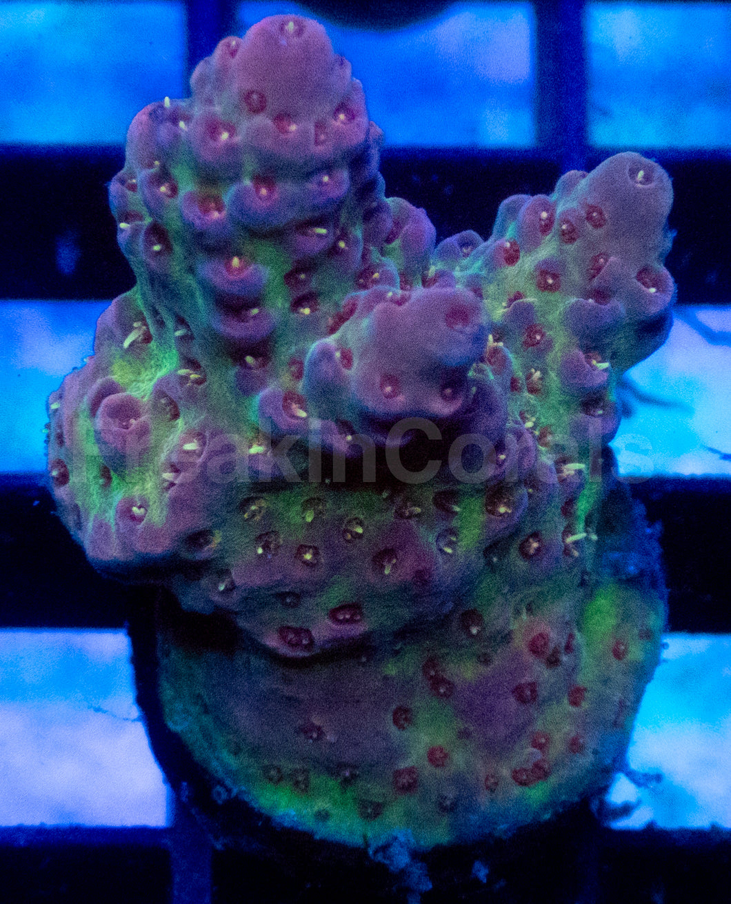 Emerald Ember Acropora
