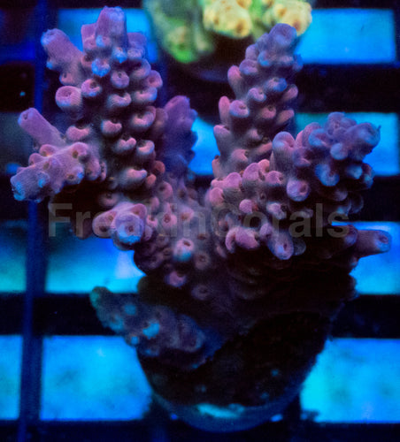 Crimson Bloom Acropora