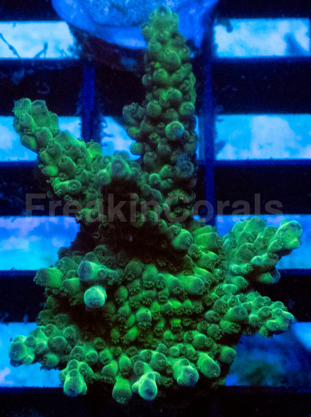 Green Poison Acropora