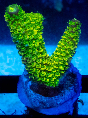 Solar Spike Staghorn Acropora