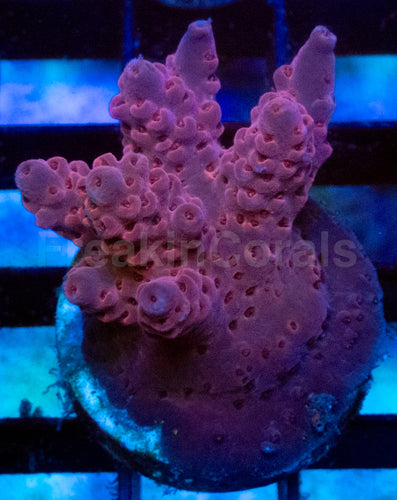 Royal Blush Acropora