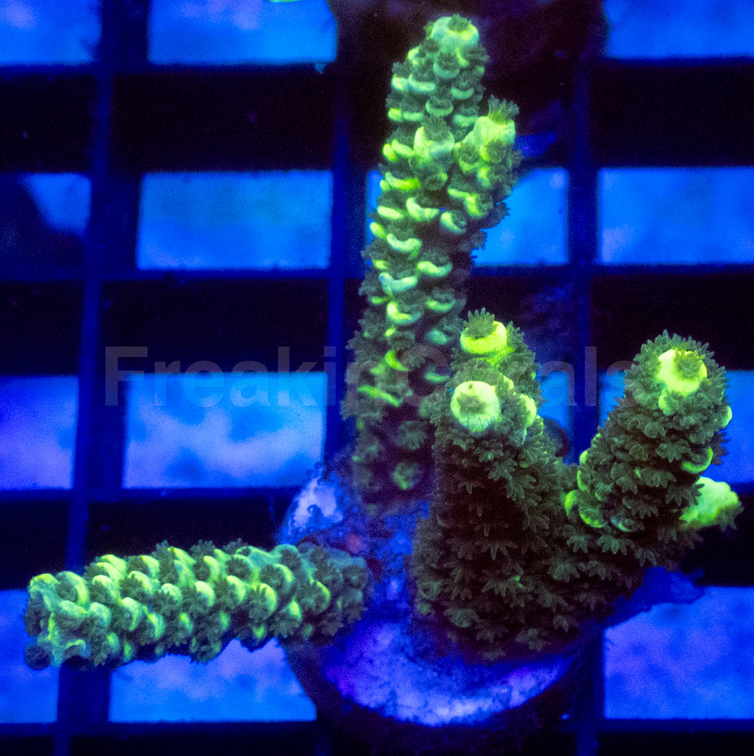 Fusion Tenuis Acropora