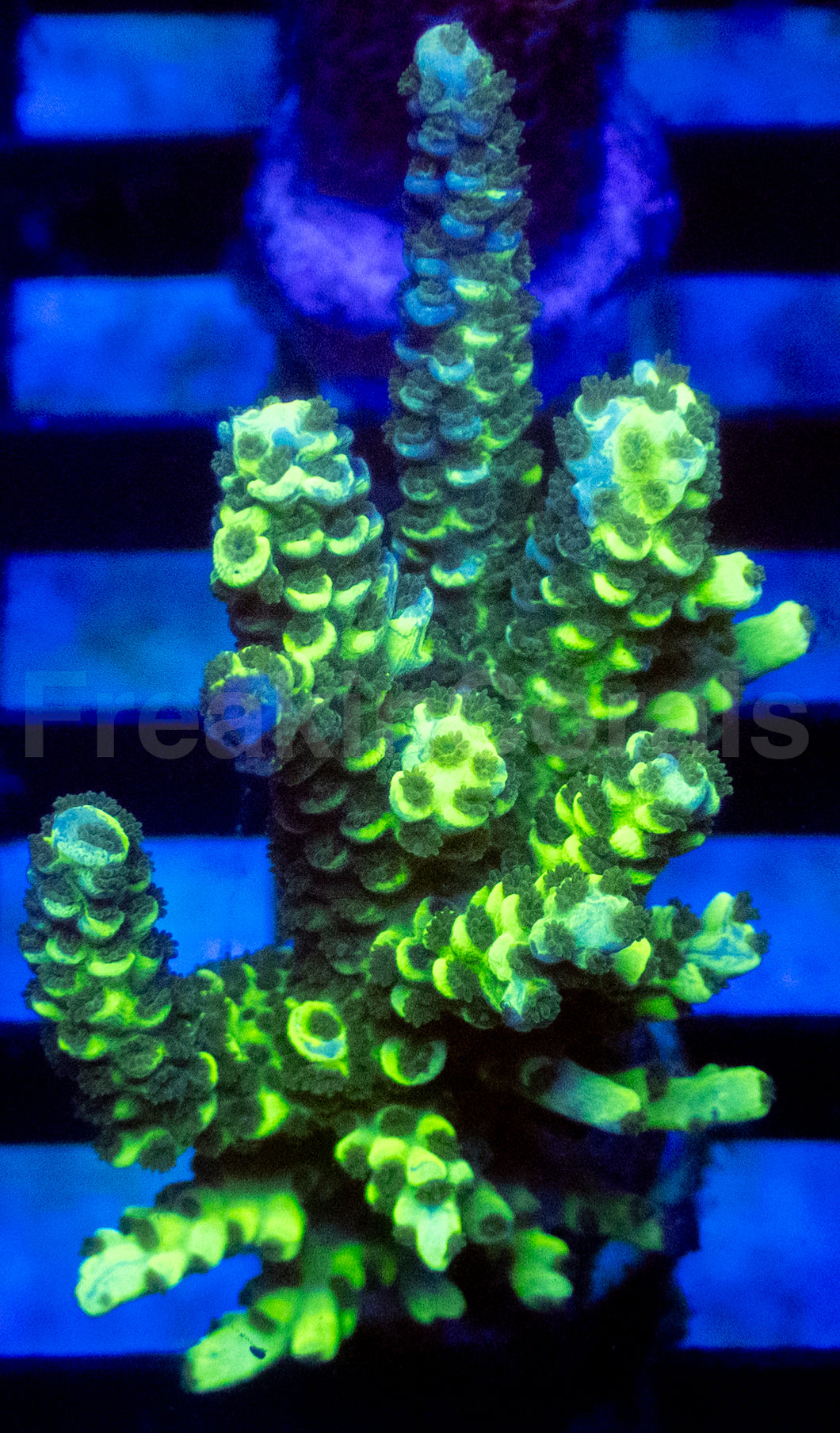 Fusion Tenuis Acropora