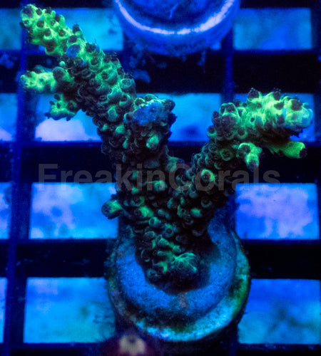Neon Toxic Glow Acropora
