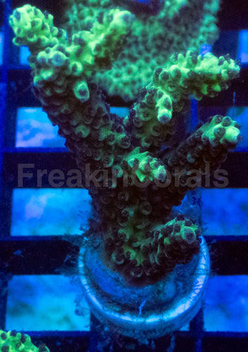 Royal Blush Acropora