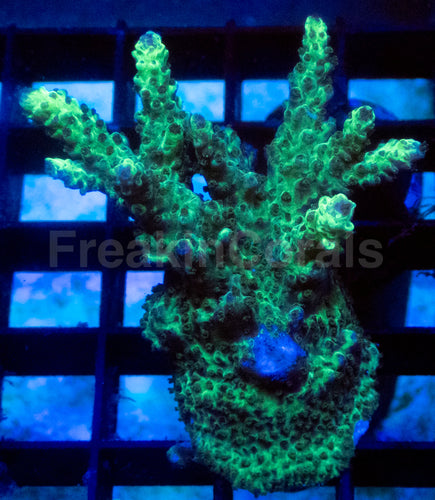 Neon Toxic Glow Acropora