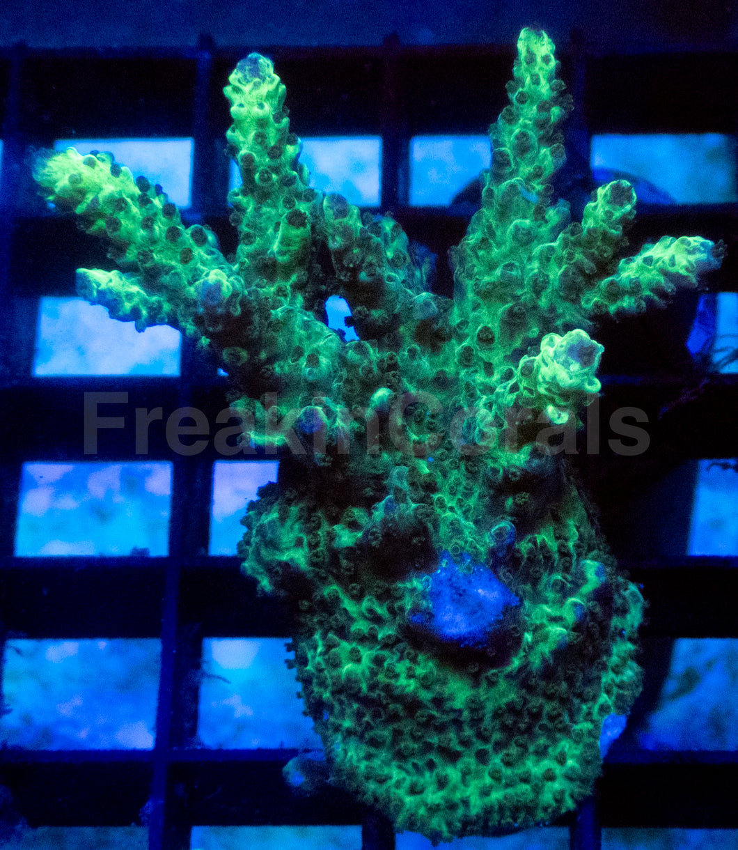 Neon Toxic Glow Acropora