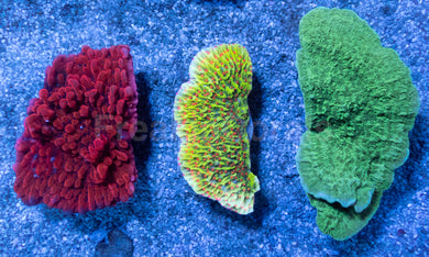 TriNova Montipora Pack - Exclusive November Black Friday Edition