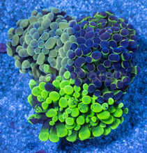 Load image into Gallery viewer, Tri-Lux Euphyllia Parancora Pack