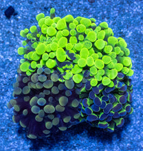 Load image into Gallery viewer, Tri-Lux Euphyllia Parancora Pack