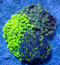 Load image into Gallery viewer, Tri-Lux Euphyllia Parancora Pack