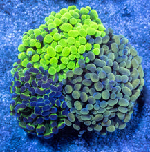Load image into Gallery viewer, Tri-Lux Euphyllia Parancora Pack