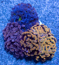 Load image into Gallery viewer, Ultra Spectrum Euphyllia Parancora Pack - Exclusive November Black Friday Edition – Rare Colour Trio