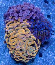Load image into Gallery viewer, Ultra Spectrum Euphyllia Parancora Pack - Exclusive November Black Friday Edition – Rare Colour Trio