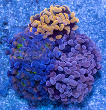 Load image into Gallery viewer, Ultra Spectrum Euphyllia Parancora Pack - Exclusive November Black Friday Edition – Rare Colour Trio