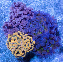 Load image into Gallery viewer, Ultra Spectrum Euphyllia Parancora Pack - Exclusive November Black Friday Edition – Rare Colour Trio