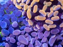 Load image into Gallery viewer, Ultra Spectrum Euphyllia Parancora Pack - Exclusive November Black Friday Edition – Rare Colour Trio