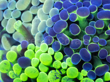 Load image into Gallery viewer, Tri-Lux Euphyllia Parancora Pack